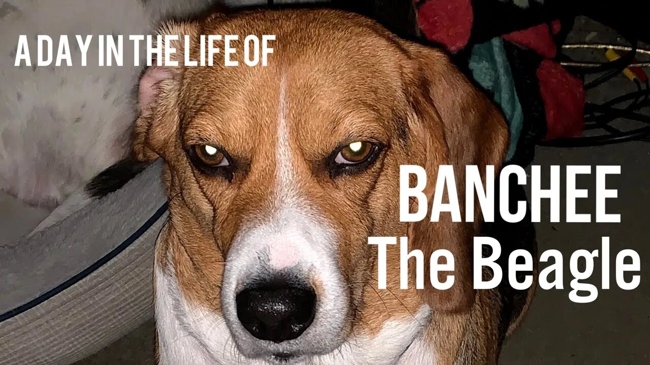 How Does a Beagle Spend His Day?