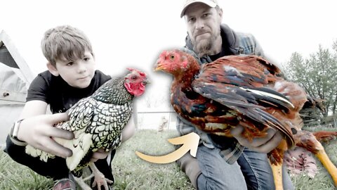 The TALLEST chickens in the world are ALREADY THIS BIG! (and only 3 months old!)