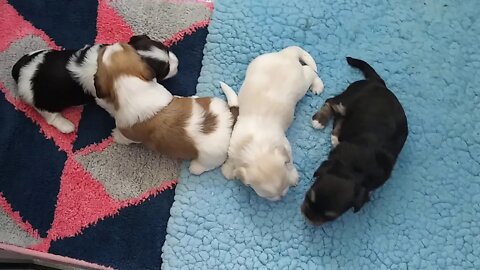 I Litter - 1 day till 4 weeks old(2)