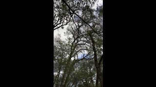 Looking up at the Tree Canopy