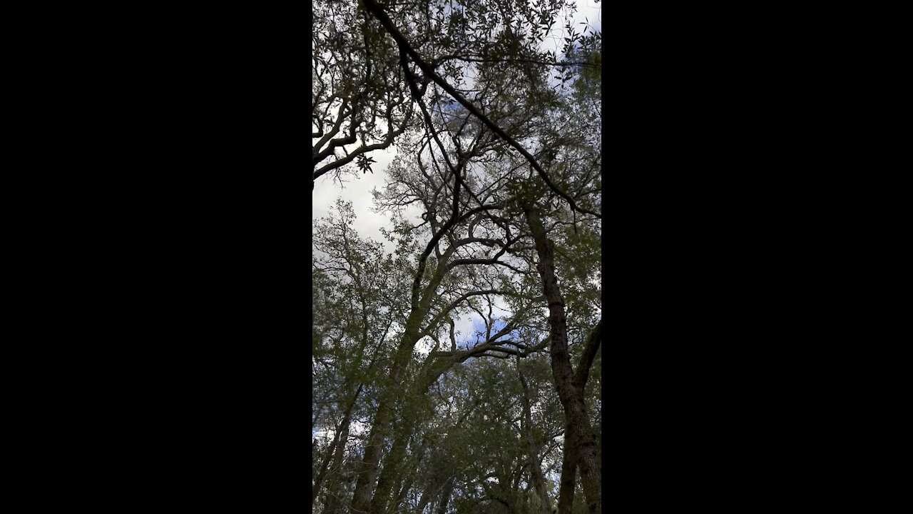 Looking up at the Tree Canopy