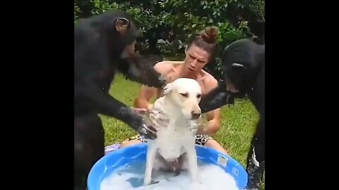 funny videos Monkeys wash the dog))