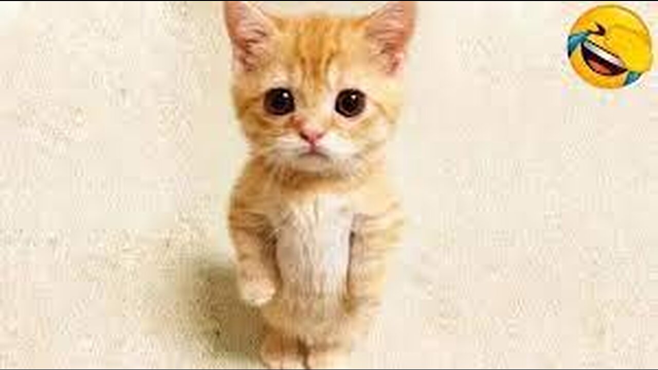 Funniest Animals 2023 😂 Funny Dogs and Cats Videos 😺🐶