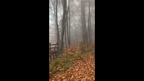 Autumn in Transylvania forests!