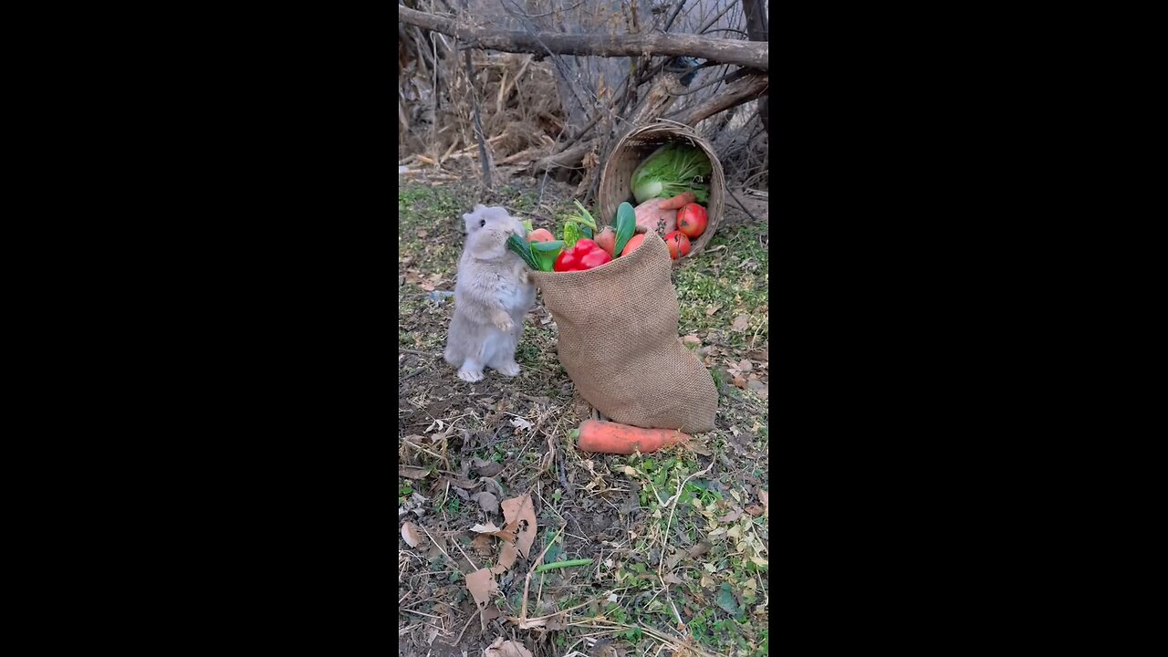 cute rabbit 🐰😍