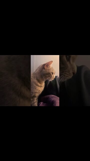 Kitty cat Violet says “please pet me”