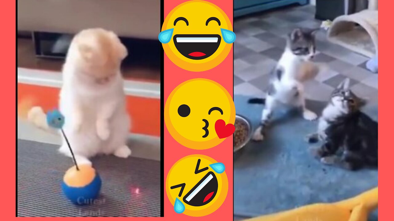 Funny Cats actions||Try not to laugh😂😂