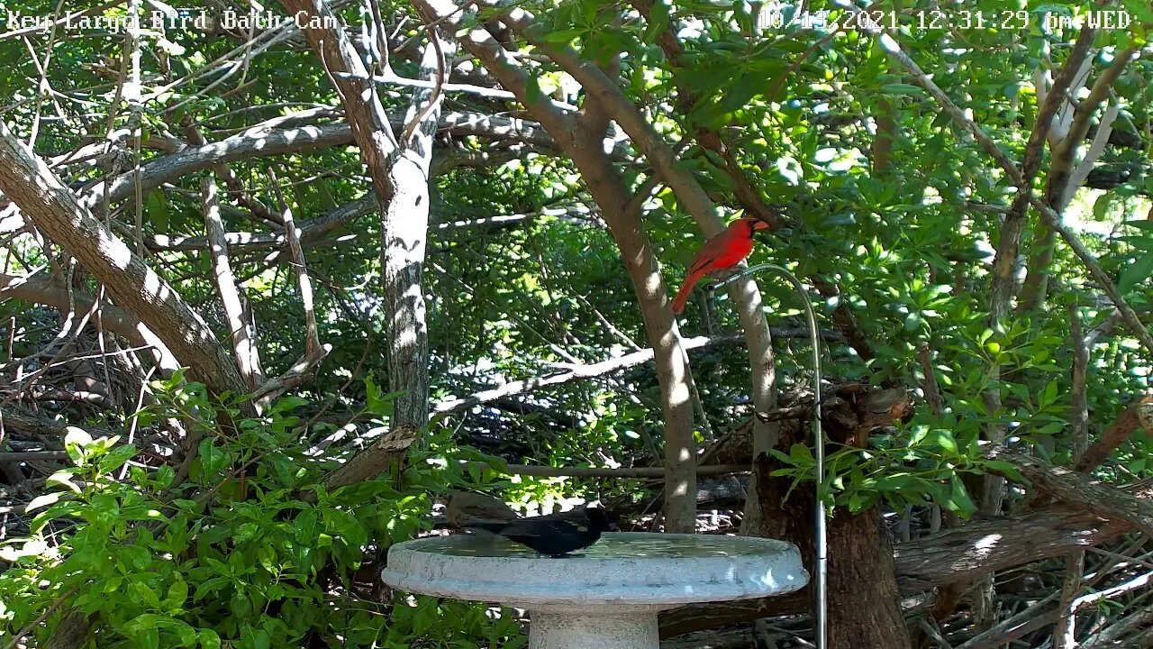 Painted Bunting & Cardinal (who won't budge!)