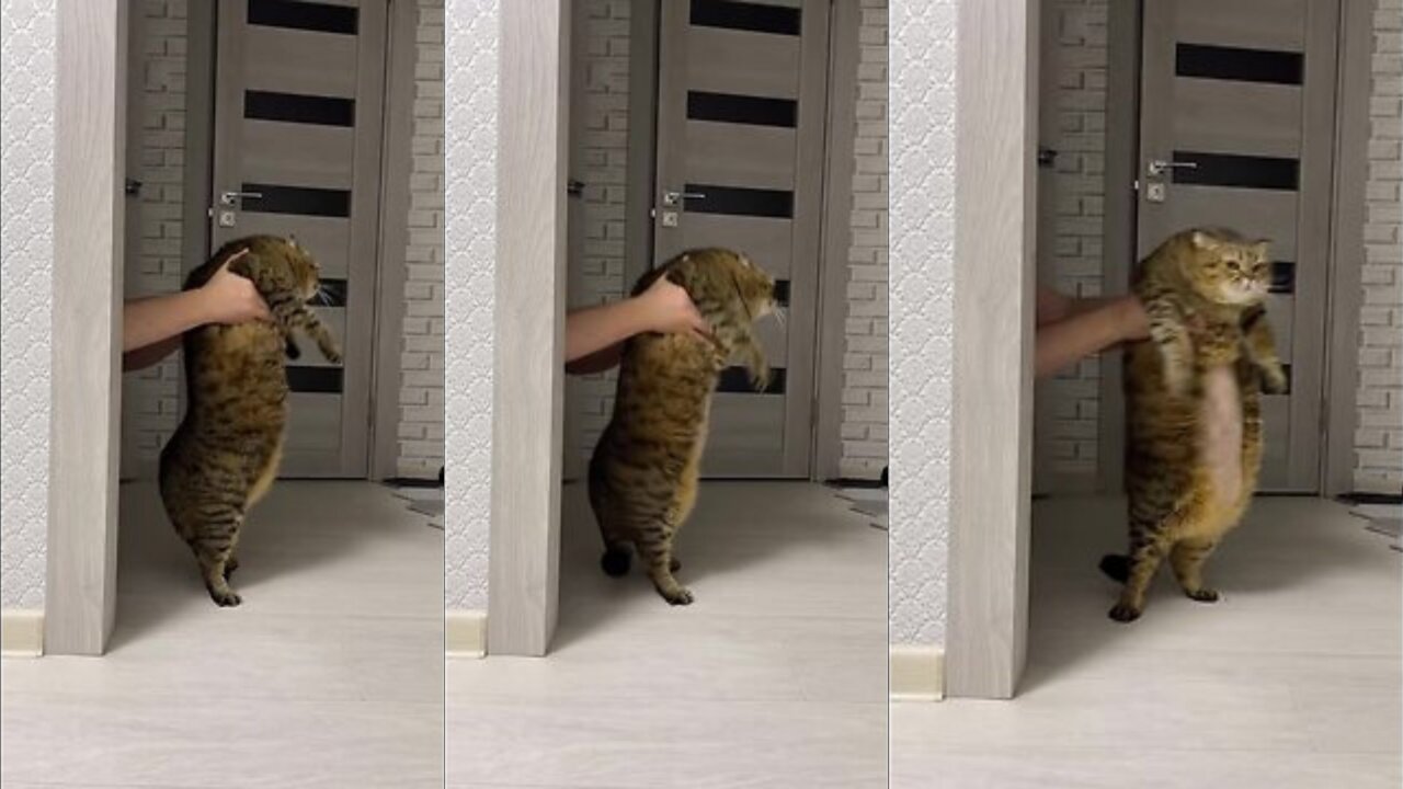 CAT 😸 IS DANCING 🕺🏻! SATISFYING VIDEO.