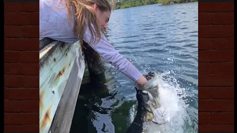 Fish swallows woman's hand.