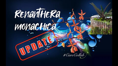 Renanthera monachica #CareCollab UPDATE | We have blooms!! 🤸🏼‍♀️🤸🏼‍♀️🙌🏼🤩 #CareCollab
