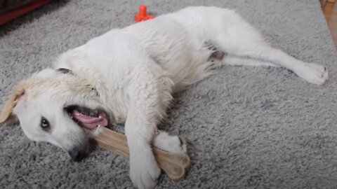 Funny Puppy Bailey Protects Bone! Funny Golden Retriever Dog