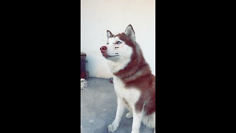 Husky