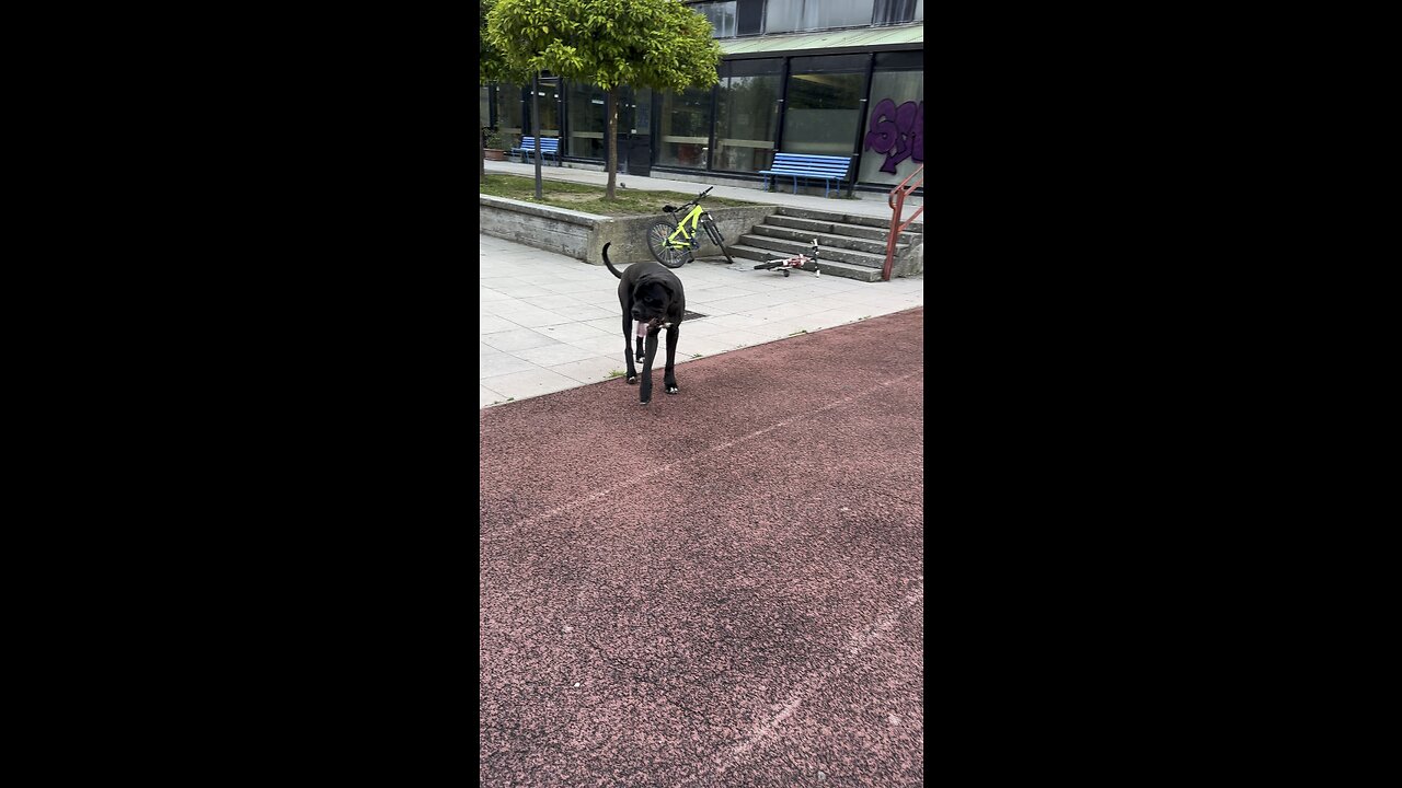 Huge cane corso 10 months