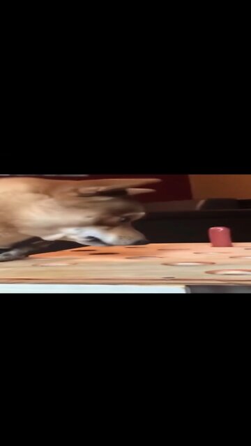 #shorts cachorro bebê-fofo vídeos-top cachorro engraçado