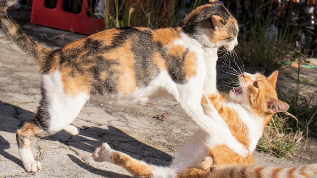 cats fighting in the garden