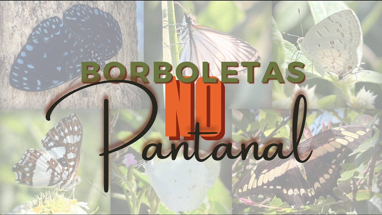 Borboletas no Pantanal