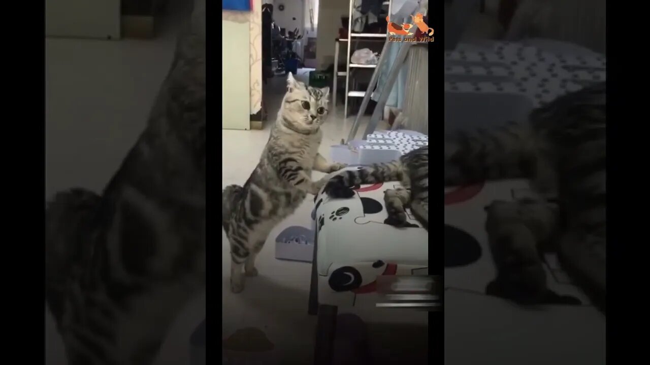 adorable cats conversation very nicely #Petsandwild #cats2022 #catsoftiktok