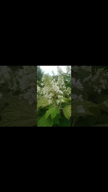 Scot Shorts #7 // Kentucky Blooms