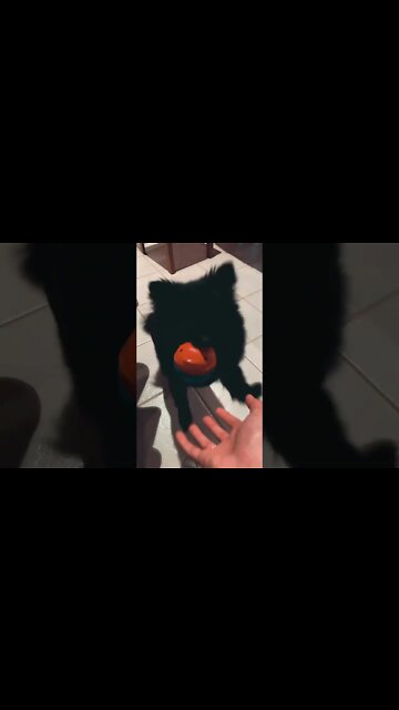 cadê a bolinha? 🐶 #shorts