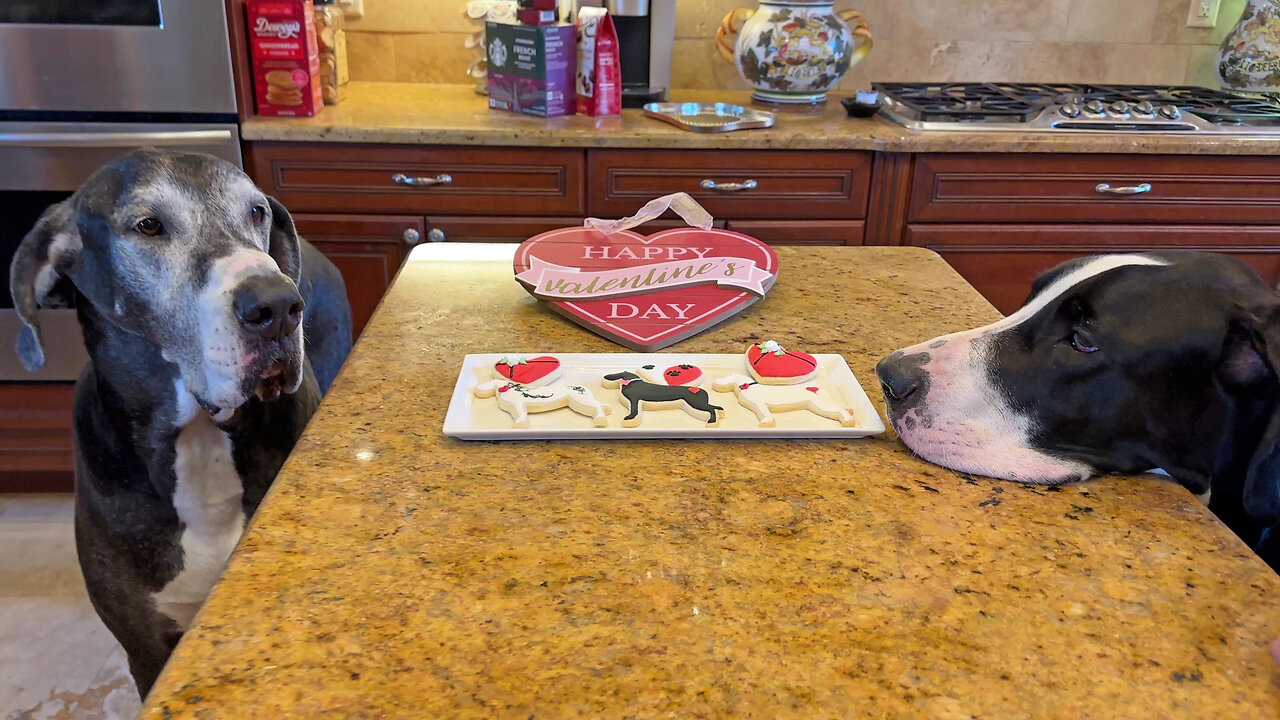 Great Danes Celebrate Valentine's Day With The Best Decorated Dog Cookies