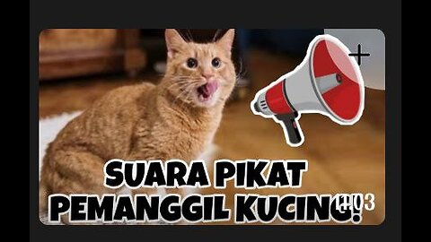 SUARA KUCING MEMANGGIL TEMANNYA