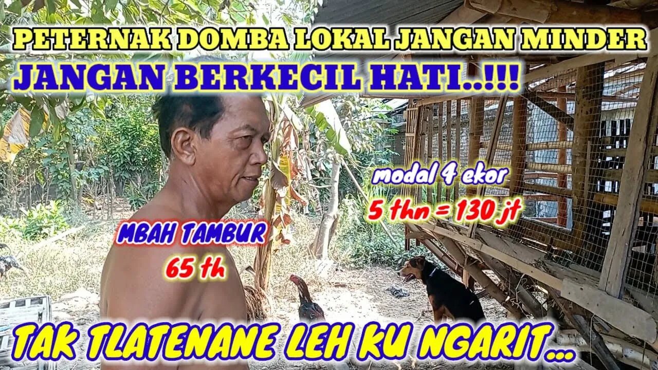 TETAP BERTAHAN DENGAN DOMBA LOKALNYA