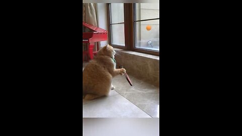 Cat playing tennis ball🤣🤣