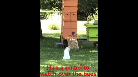 July 13,14 2019 - Fun with Bees