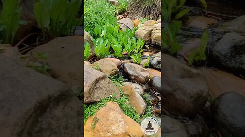 Manhattan Beach Botanical Garden 🌺🌼 Gentle Water Stream for Relaxation