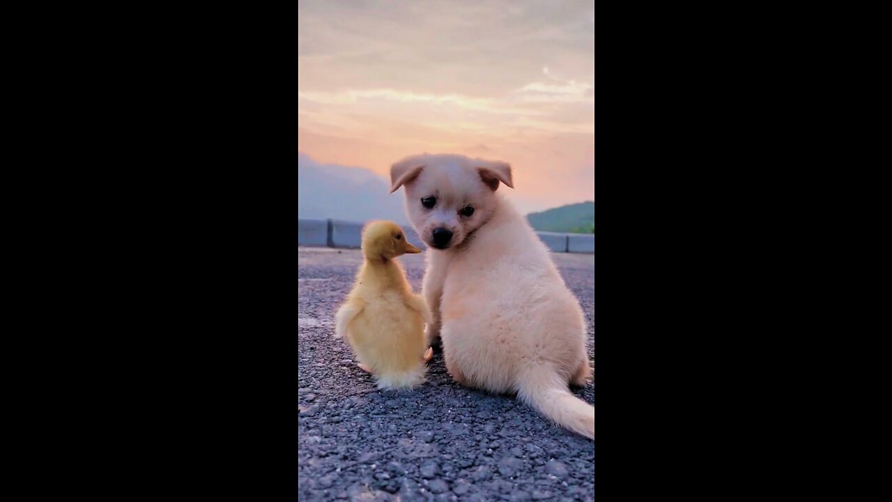 Baby duck and dog really friendly 2022#shorts #duck #puppy #viral