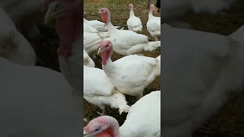 #turkeys #shorts