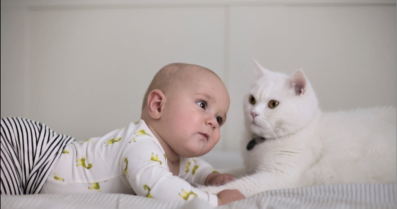 Cat watching baby mobile phone🥰