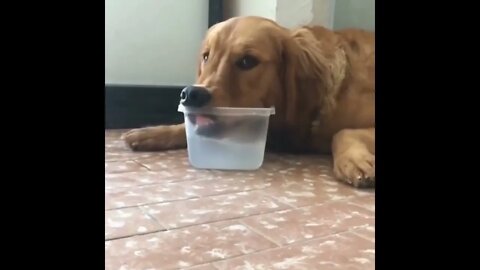 Majestic