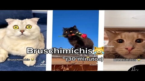 Funniest Cats and Dogs 2024 😹🐶 New Funny Animals 2024 4k