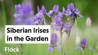 Planting SIBERIAN IRISES around the Gazebo — Ep. 166