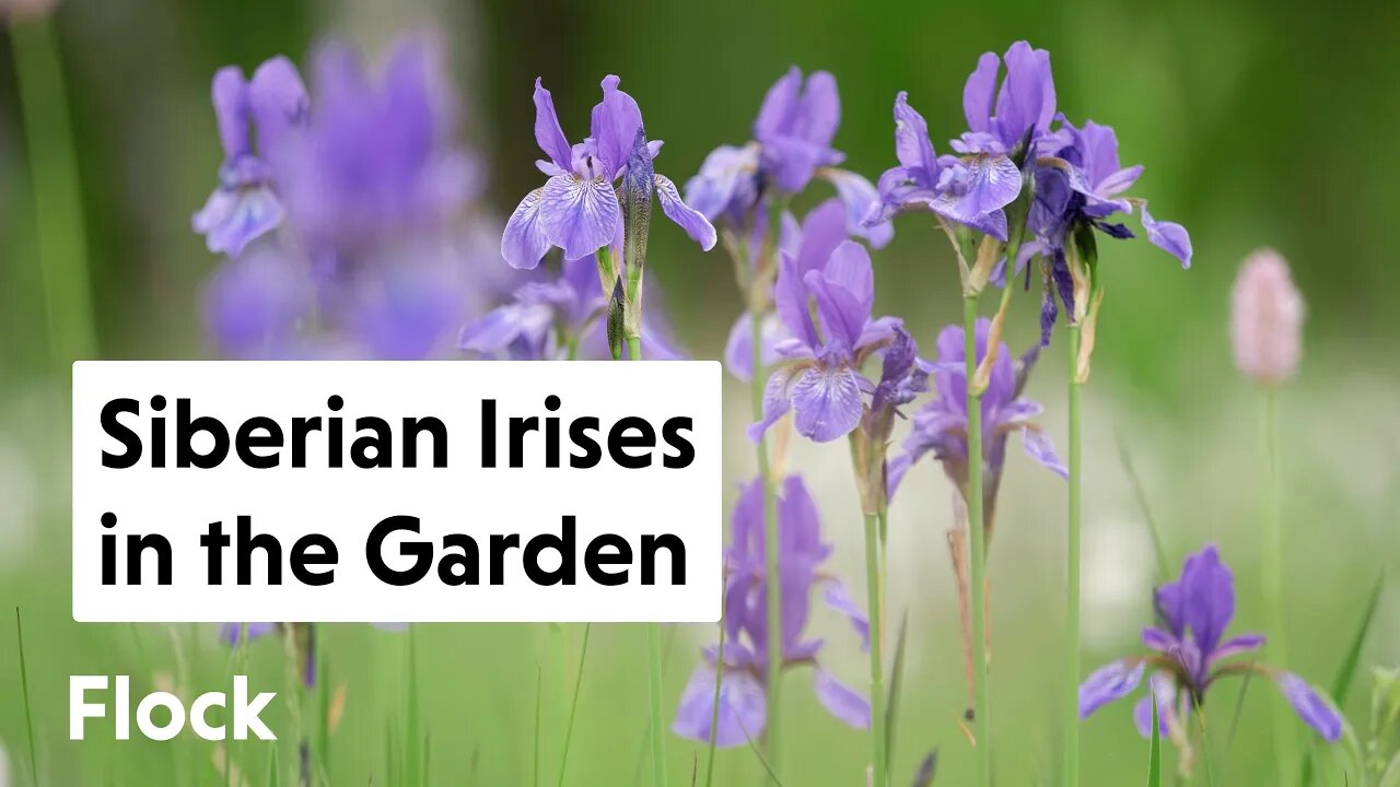 Planting SIBERIAN IRISES around the Gazebo — Ep. 166