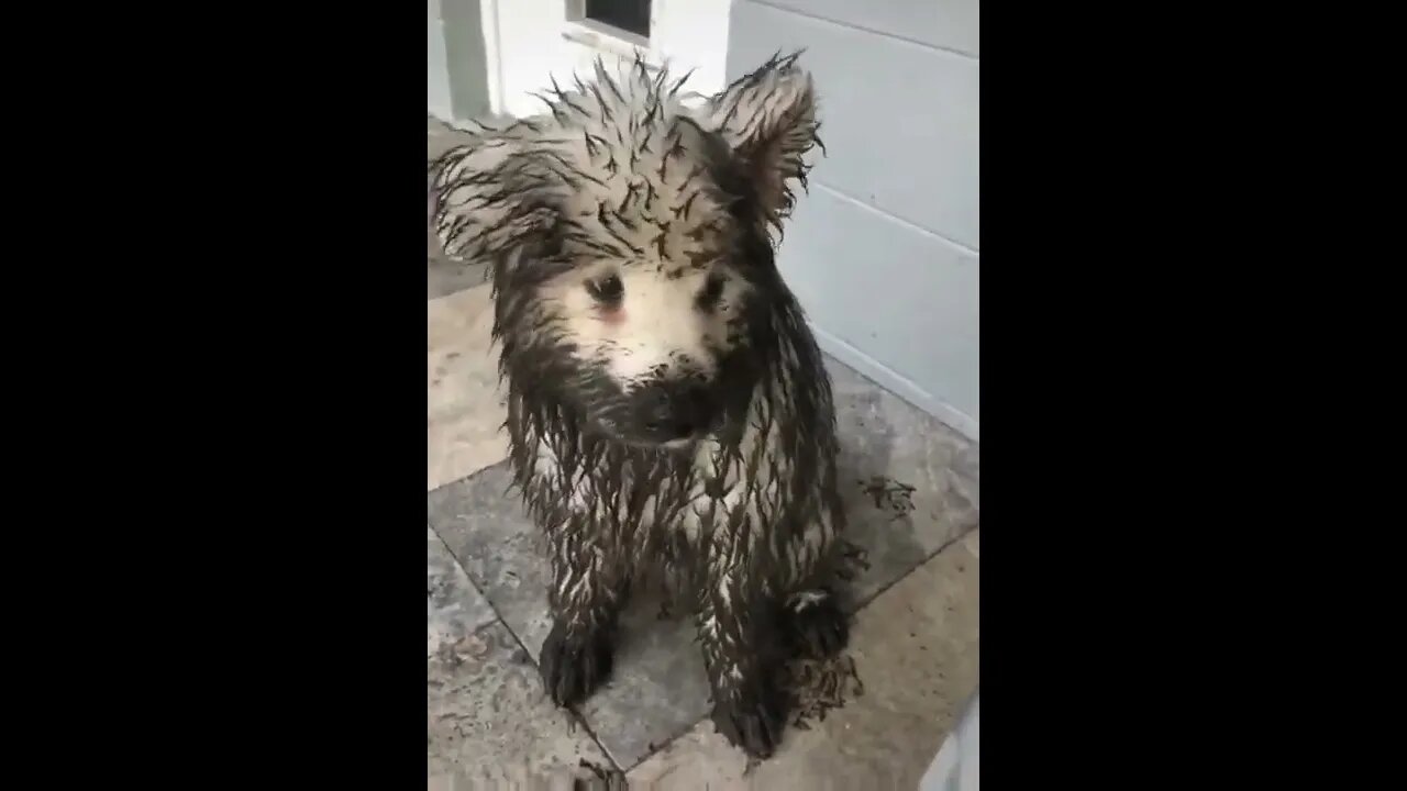 But Dad did it too!