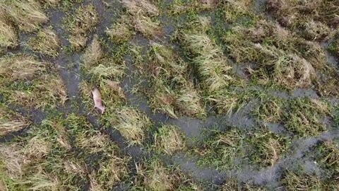 Louisiana Marsh Whitetail Tracking Area 7