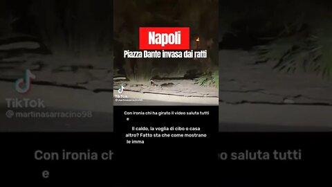 Napoli topi a Piazza Dante