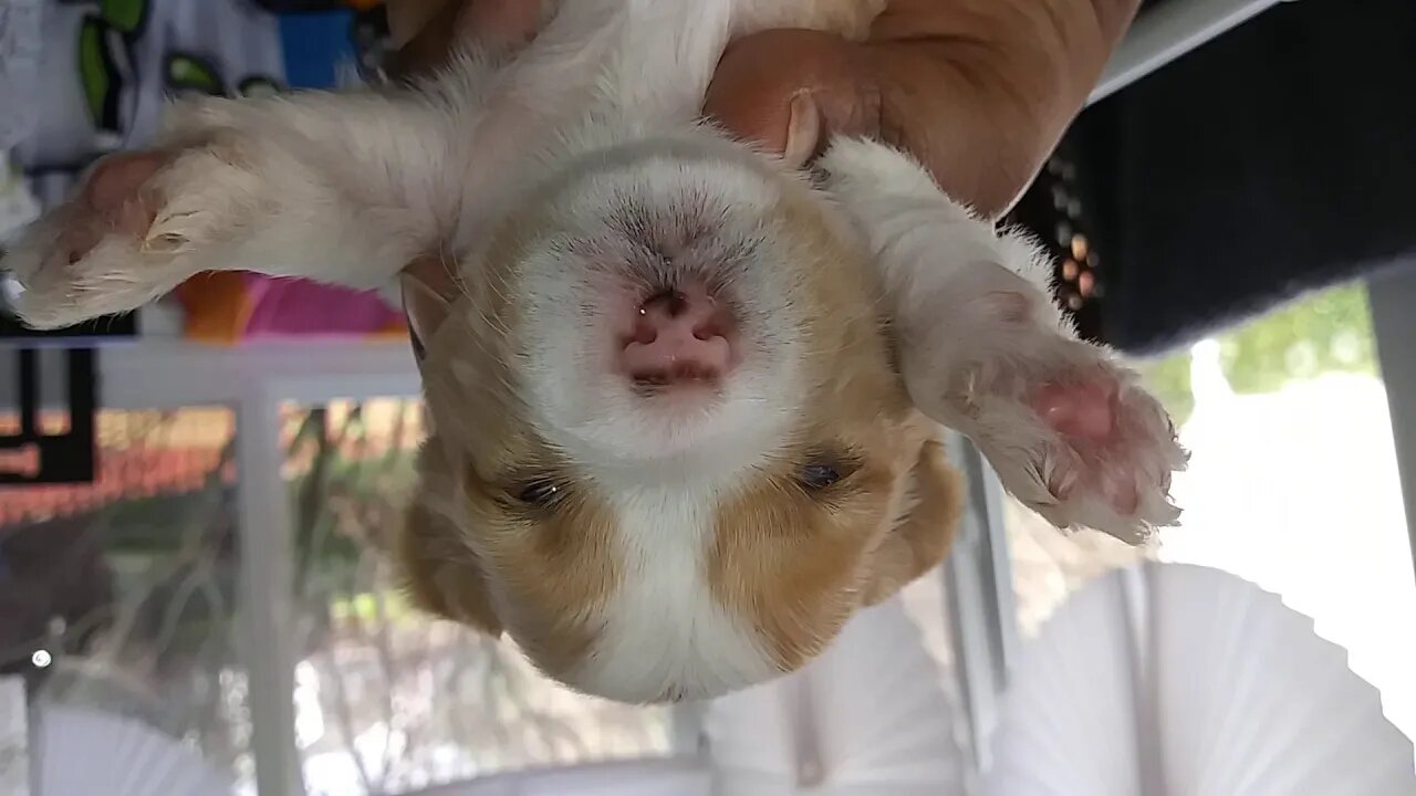 H Litter - Eye Opening Experience