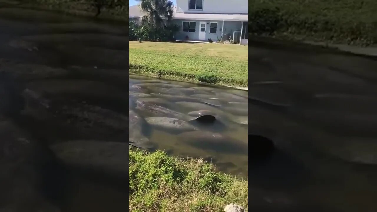 Aquatic Creatures in Florida