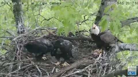 Hays Eagles H11 H12 say "Don't laugh or he wont feed us !" 5.15.20