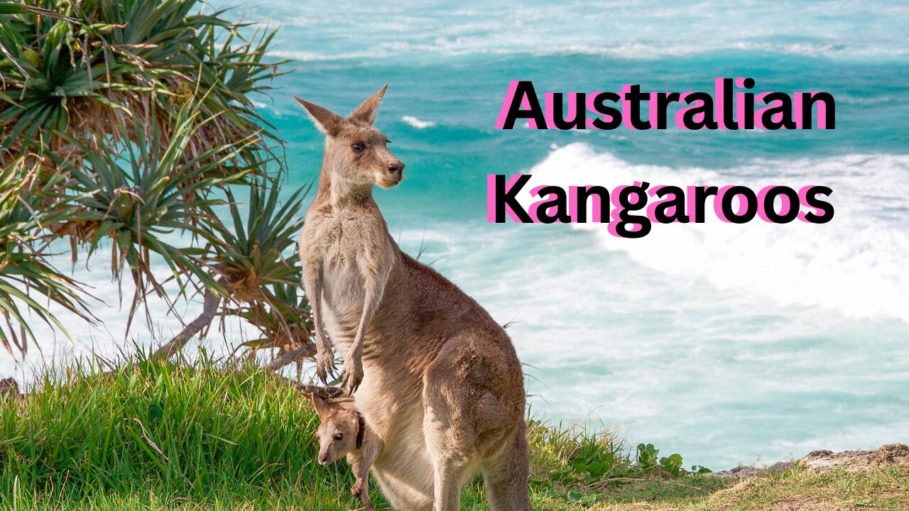 Australian Kangaroos