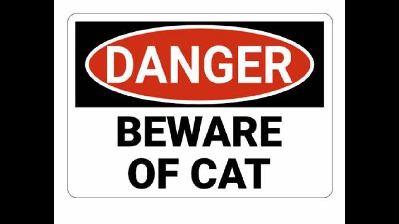 danger cat video. #short #video #shorts #cat #bgmi #reels #fune #rg #roblox