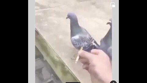 Most funny pigeon puff a cigarette 😂👌🏻✌️|paki pigeons|