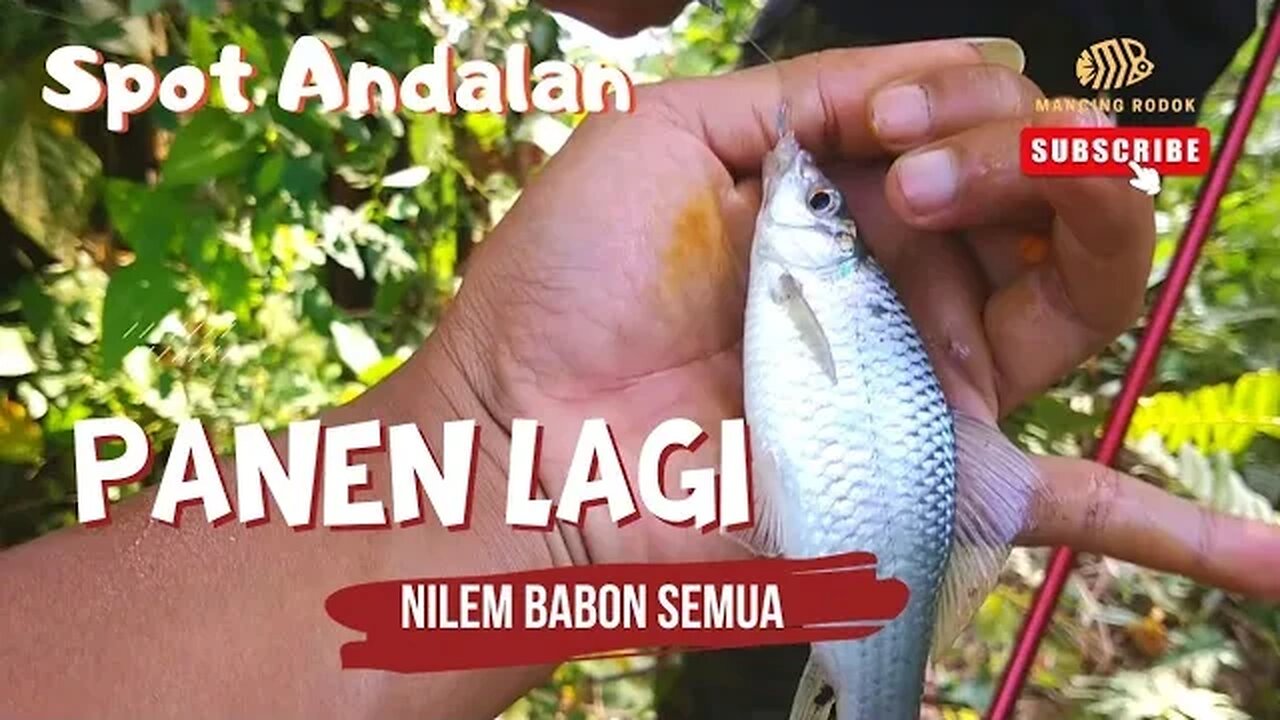 PANEN LAGI !! Spot Andalan banyak ikan Nilem Babon super sampe kewalahan mancing disini