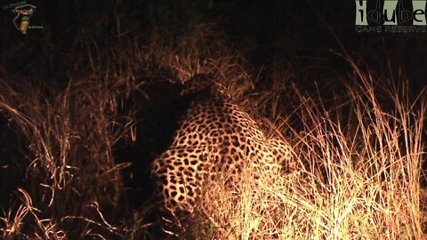 WILDlife: Leopards Pairing At Night