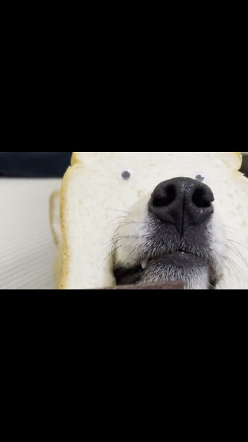 This dog matches the bread mask