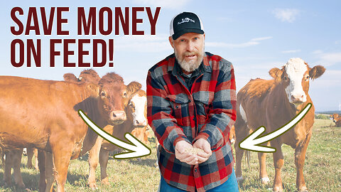 5 Ways We Save $1000s on Livestock Feed